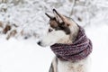Husky dog profile in the snow. Cute siberian dog in warm scarf