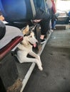 Husky dog in public transport Royalty Free Stock Photo