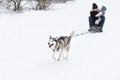 Husky dog are pulling the sledge with full speed. Mother and little girl ride dogsled.
