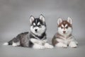 Husky dog puppies Royalty Free Stock Photo