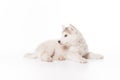 Husky dog puppy laying white background