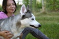 Husky dog resembling a wolf sits with his owner outdoor and ready to protect her