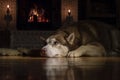 Husky dog is resting on the floor near the old fireplace . Fireplace with burning wood Royalty Free Stock Photo