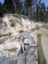 Husky dog on the river bank