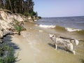 Husky dog on the river bank