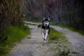 Husky dog running on a trail Royalty Free Stock Photo