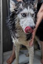 Husky dog scowls when washing. Shampoo got into the dog's eyes during washing.