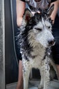 Husky dog scowls when washing. Shampoo got into the dog& x27;s eyes during washing. Royalty Free Stock Photo