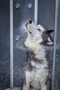 Husky dog shakes off in the shower after washing.