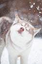 Husky dog shakes off snow