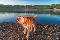 Husky dog shakes water off after bathing in the river. Red siberian husky shaking out his fur. Warm summer evening on the river. Royalty Free Stock Photo