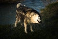 Husky dog shaking off water