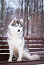 Husky dog sits on a bench in winter Royalty Free Stock Photo