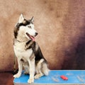 A husky dog sits on a grooming table during an express molt. Next to the brush for combing the outer hair and undercoat