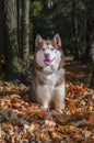 Husky dog sits on pile of yellow leaves. Autumn Sunny day in the Park.