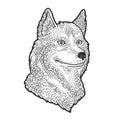 Husky dog sketch vector illustration