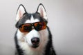 Husky dog in ski goggles.