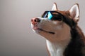 Husky dog in ski goggles.