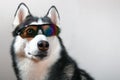 Husky dog in ski goggles.