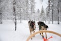 Husky dog sledding in Lapland Finland Royalty Free Stock Photo