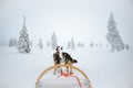 Husky dog sledding in Lapland Finland Royalty Free Stock Photo