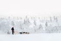 Husky dog sledding in Lapland Finland