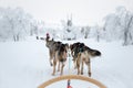 Husky dog sledding in Lapland Finland Royalty Free Stock Photo