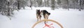 Husky dog sledding in Lapland, panoramic winter background Finland Royalty Free Stock Photo