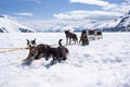 Husky Dog Sledding - Rest Time