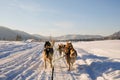 Husky dog sledge. Cute husky sledding dog. Siberian husky sled dog race competition. View from the sleigh. Royalty Free Stock Photo