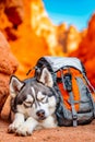 A husky dog sleeping next to a backpack on the ground Royalty Free Stock Photo