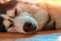 Husky dog sleeps under warm rays sun. Sweet Siberian husky lies on floor with closed eyes. Royalty Free Stock Photo