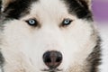 Husky dog smile Royalty Free Stock Photo