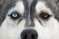 Husky dog smile Royalty Free Stock Photo