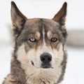 Husky dog smile Royalty Free Stock Photo