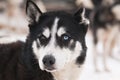 Husky dog smile Royalty Free Stock Photo