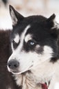 Husky dog smile Royalty Free Stock Photo