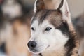 Husky dog smile Royalty Free Stock Photo