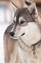 Husky dog smile Royalty Free Stock Photo