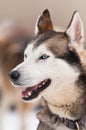 Husky dog smile Royalty Free Stock Photo
