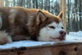 A Husky dog on the snow