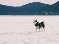 Husky Dog in a Snow Field with Mountains behind him