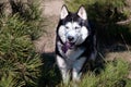 Husky dog is standing and showing tongue. Coniferous park forest, hunter, one hungry wild wolf