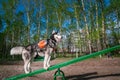 Husky dog stands on Teeter Totter swing, challenging and very funny equipment for dogs. Training dog park equipment. Teeterboard. Royalty Free Stock Photo