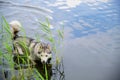 Husky dog swimming in the lake