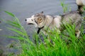 Husky dog swimming in the lake