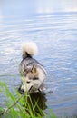 Husky dog swimming in the lake