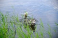 Husky dog swimming in the lake