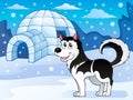 Husky dog theme image 3 Royalty Free Stock Photo