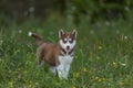 husky dog walking in the park Royalty Free Stock Photo